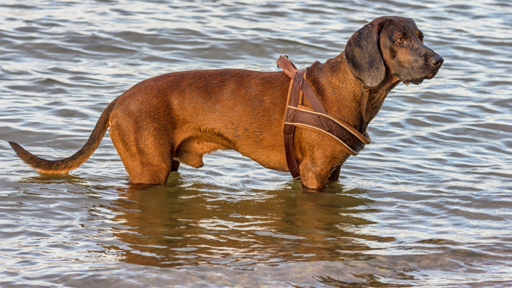 Where the Red Fern Grows dog breed