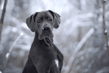 What Breed of Dog is Marmaduke