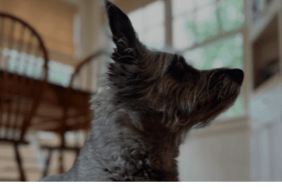 Lin-Manuel Miranda's Dog Tobillo