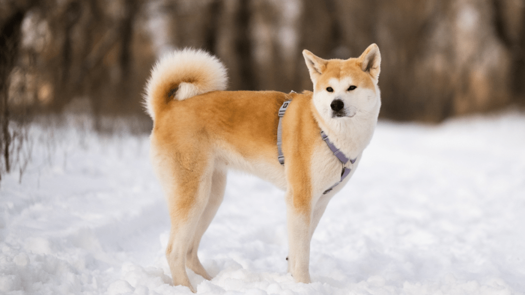 Hachi dog breed