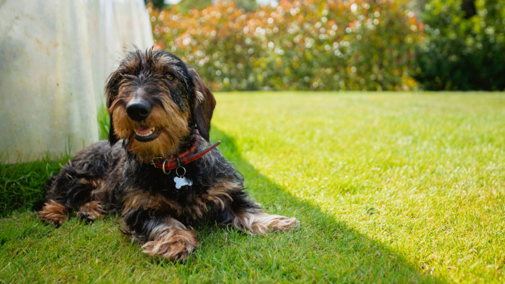 Dachshunds Are the Worst Breed