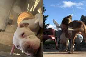 Video of shelter dog’s adoption news.