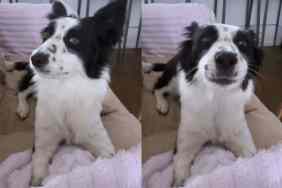 Rescue Dog Shows What F1 Cars Sound Like in Funny Video