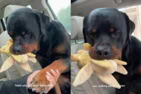 Video of Rottweiler dog