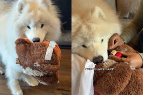 dog owner surgery stuffy