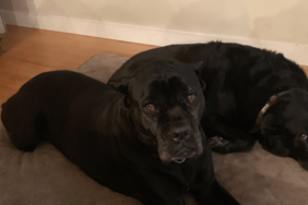 Sherri Shepherd's Dog Lexi