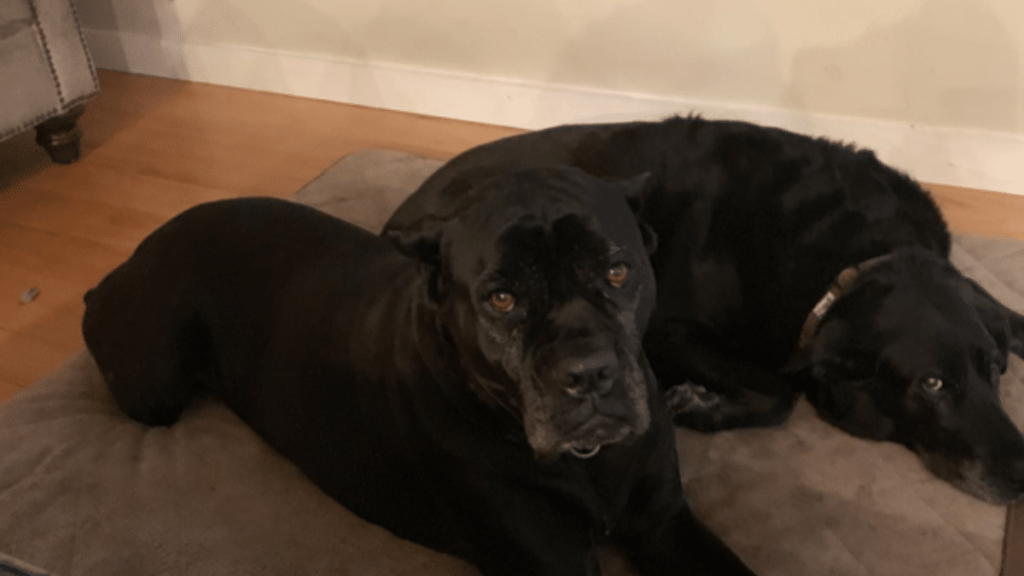 Sherri Shepherd's Dog Lexi