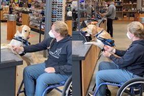 service dog training video