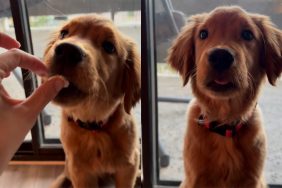 puppy ice cream video