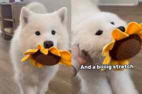 Dog’s helicopter tail.