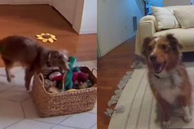 dog toys clean video