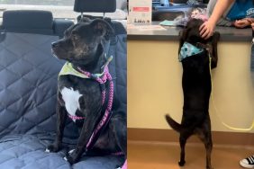 shelter dog adoption video