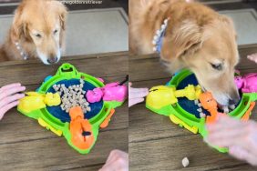 Golden Retriever dog owner hungry hippo