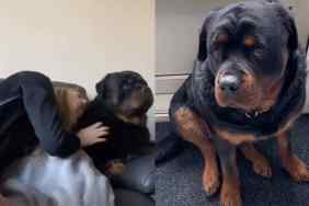 Owner does these annoying things with dog.