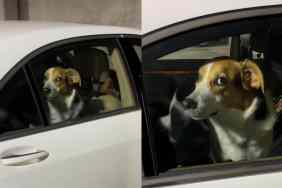 Video of dog coming back home.