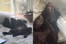 dog passed out beach day