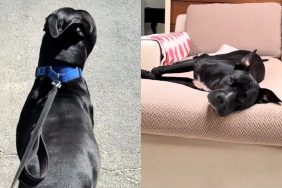 rescue dog ears video