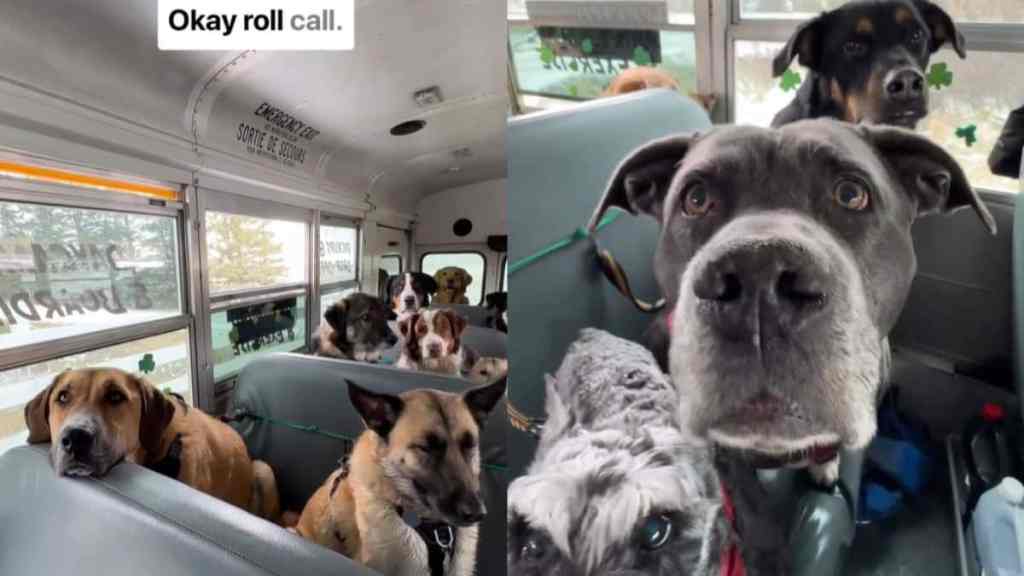Video: Dogs React to Roll Call on Pup Bus