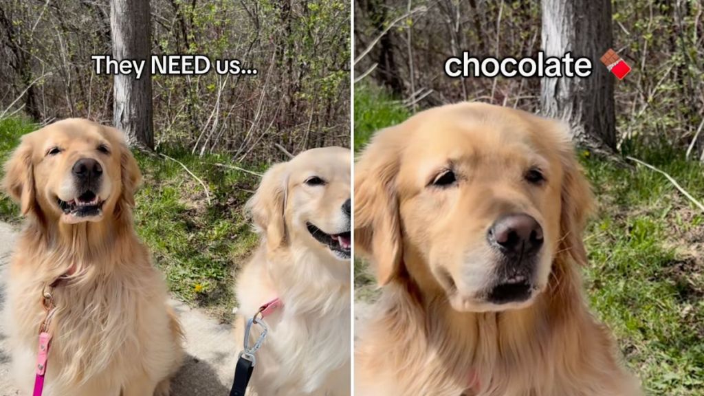 humans need dogs video