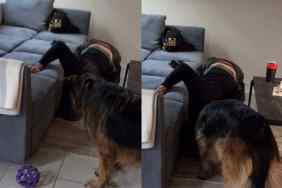 Video of dog and owner searching toy.