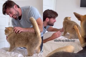 rescue dog cat video