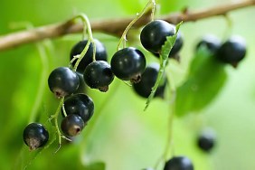 A closeup image of black currrants on a vine, which dogs cannot eat safely as they are toxic.
