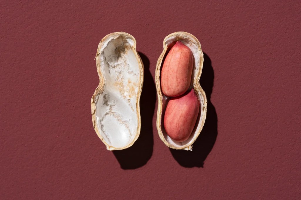A closeup photograph of a halved peanut, which dogs can eat safely, against a red background.