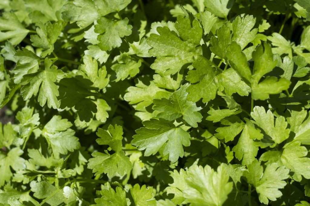 Home grown coriander cilantro, which dogs can eat safely.