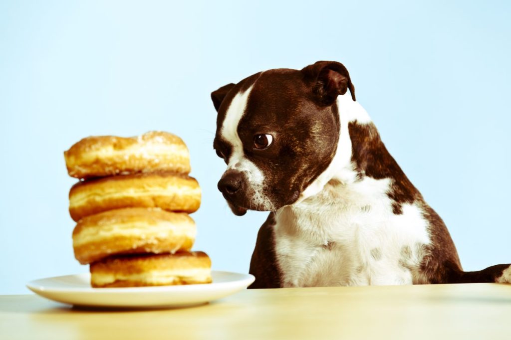 A small mixed breed dog begging for a stack of donuts on a plate.