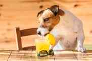 Jack Russell Terrier dog drinking orange juice