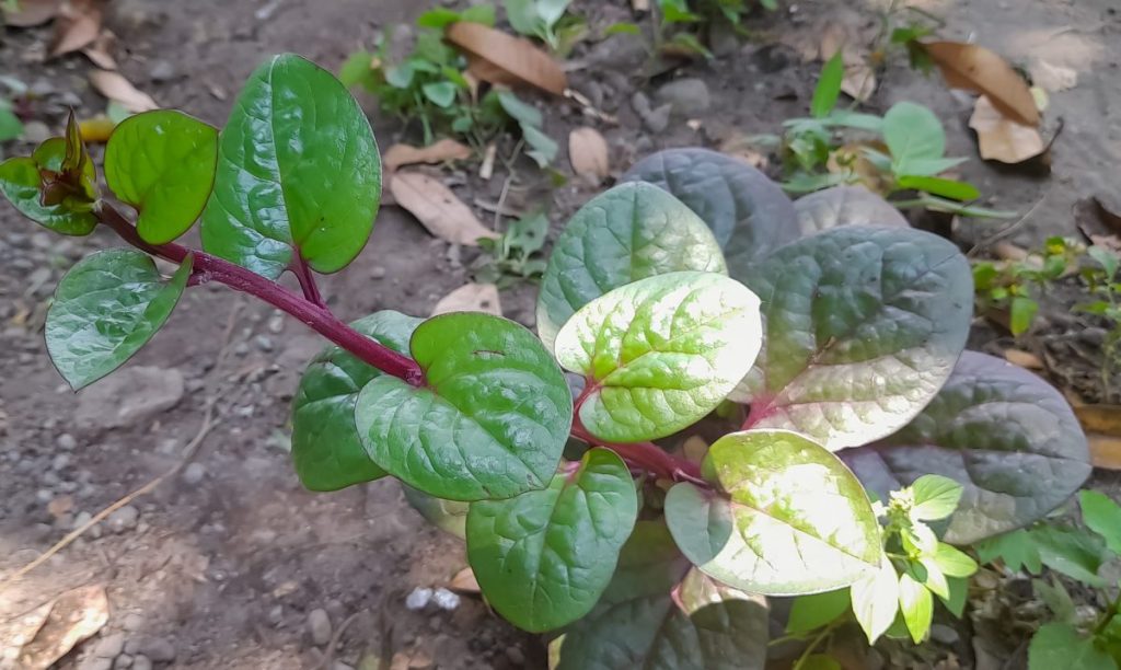 Young Malabar spinach plant or Basella alba.