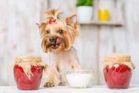 Yorkshire terrier sitting on the table along with sour cream bowl and jam jars.