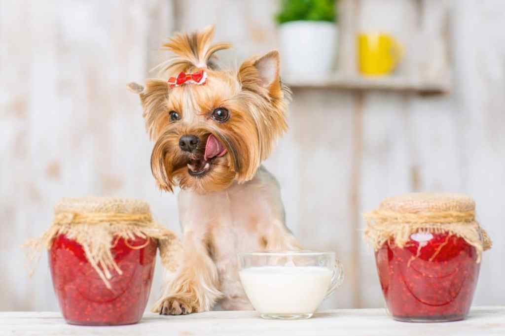 Yorkshire terrier sitting on the table along with sour cream bowl and jam jars.
