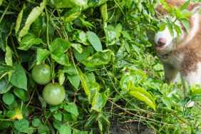 Passion Fruit in The Garden with Siberian Husky