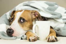 Photograph of a pitbull mix under a blanket with a cup of tea between his paws, which is not safe for dogs to drink due to caffeine content.