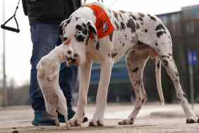 World’s tallest and shortest dog breeds.