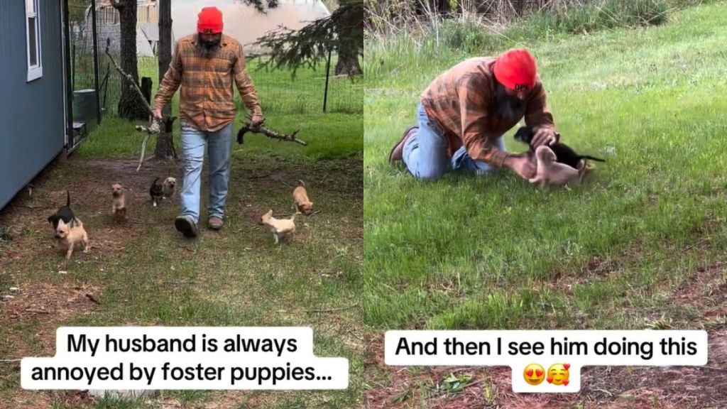Video Captures Man Who 'Doesn't Like' Foster Puppies Yet Does This