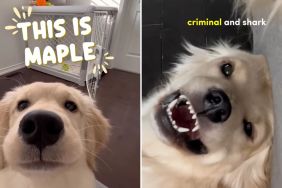 golden retriever dog owner innocent