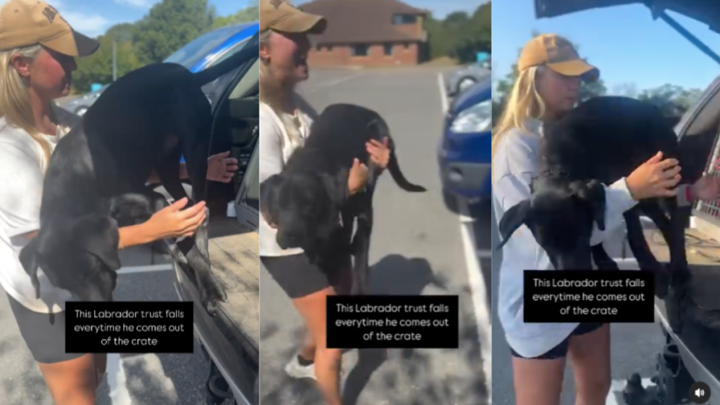 Dog trust fall video