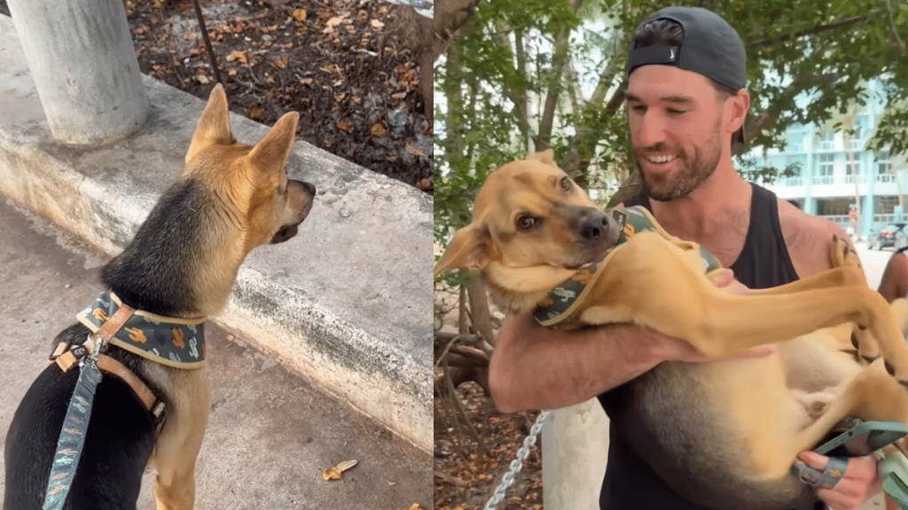 rescue dog chicken video