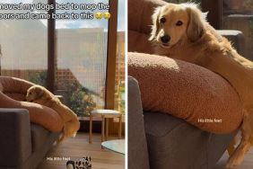 dog bed video