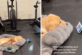 dog gym Bluey video