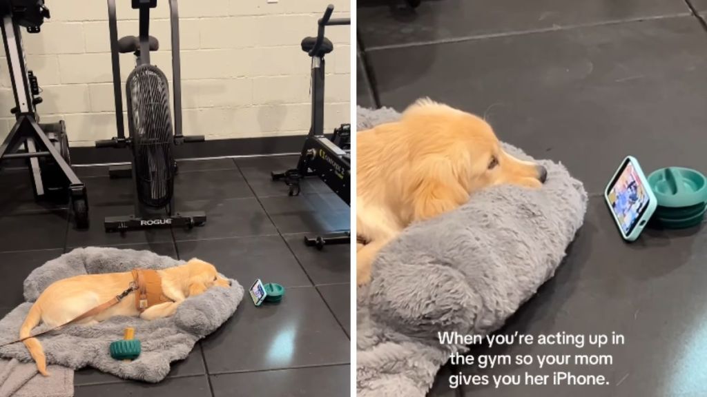 dog gym Bluey video