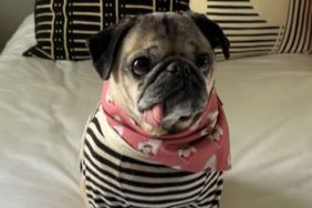 Doug the Pug