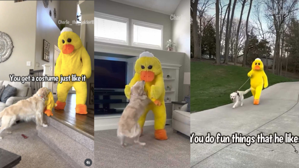 Dog favorite toy video