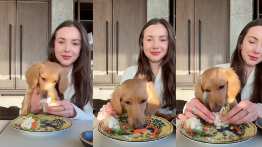 Mini Dachshund salad wrap dinner