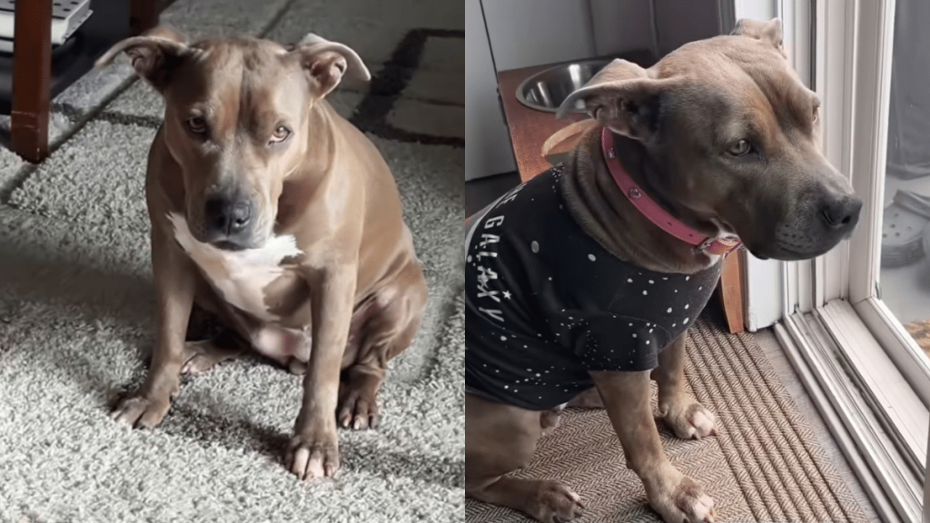 Pit Bull house rules video