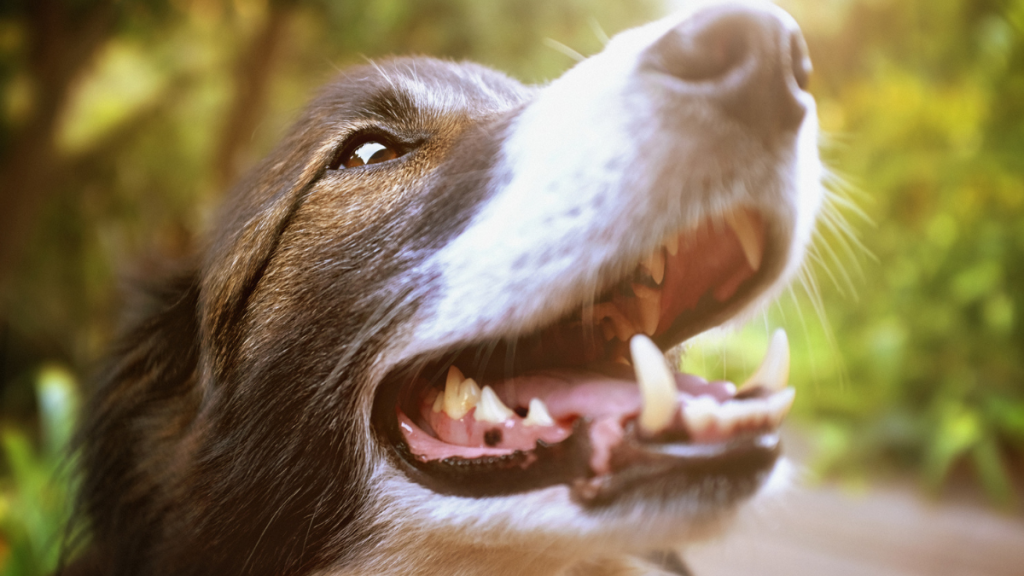 How Many Teeth Do Dogs Have