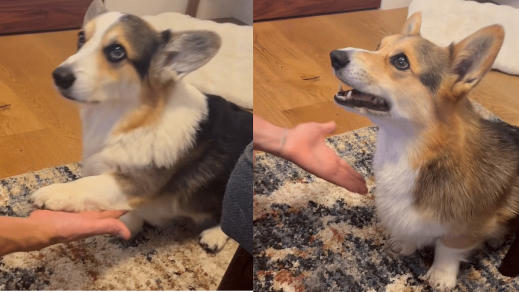 dog tricks treat video