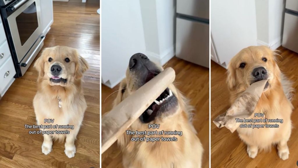 dog owner paper towel